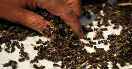 http://organichealth.co/37-million-bees-found-dead-in-ontario-canada-after-planting-large-gmo-corn-field/
