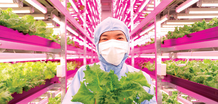 Japan’s Answer to Radiation: Massive Natural Indoor Farms