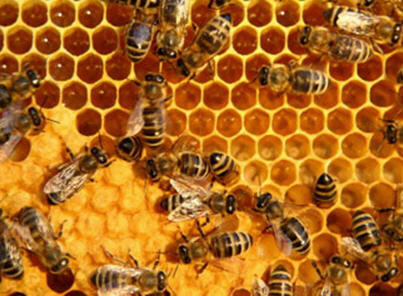 37 million bees killed during recent GMO corn planting