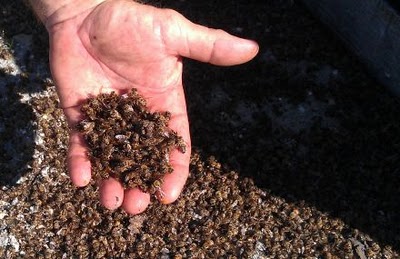 After Mass Bee Die Off Canada Considers Ban on Pesticides