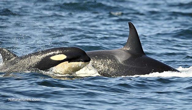 West Coast Orcas Experienced 100% Infant Mortality Rate As Radiation From Fukushima Drifted Across Ocean