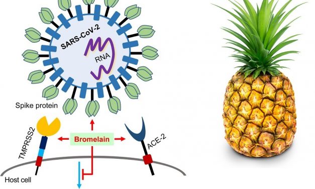 Is Pineapple Enzyme Bromelain a Remedy for COVID-19 Vaccine Injuries?