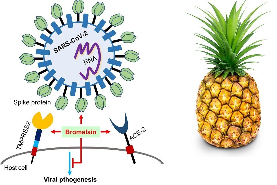 Is Pineapple Enzyme Bromelain a Remedy for COVID-19 Vaccine Injuries?