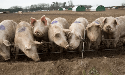 Supply Chain Problems Becoming Critical: UK Farmers To Cull 120,000 Pigs Amid Labor Shortages – Global Transport Systems Collapse Looms