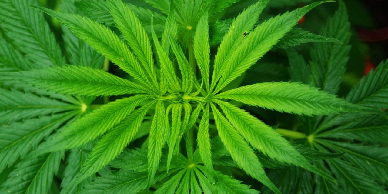 Study: Cannabis compounds block covid from entering cells