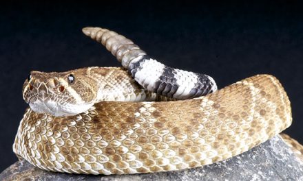 The very enzyme that is associated with increased covid-19 mortality is blocked by an ANTI-VENOM compound