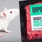 Rat feeding study suggests the Impossible Burger may not be safe to eat