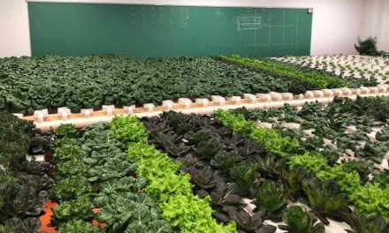 Canadian Family Turns Old School into Hydroponic Farm Growing Fresh Veggies Even in Winter For the Whole Town